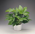 Fatsia Japonica
